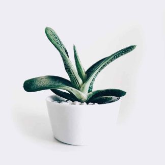 首頁 plant3 free img